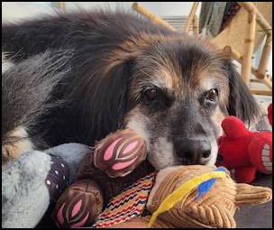 German Shepherd/Mountain Dog lying on toys